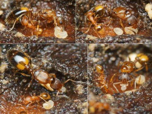 Temnothorax unifasciatus